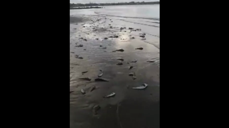 Eckernförde: Tote Fische, so weit das Auge reicht - trauriges Naturphänomen an Ostseeküste?