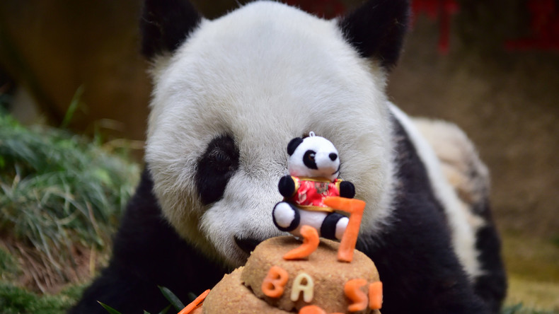 Weltweit ältester Pandabär in China gestorben