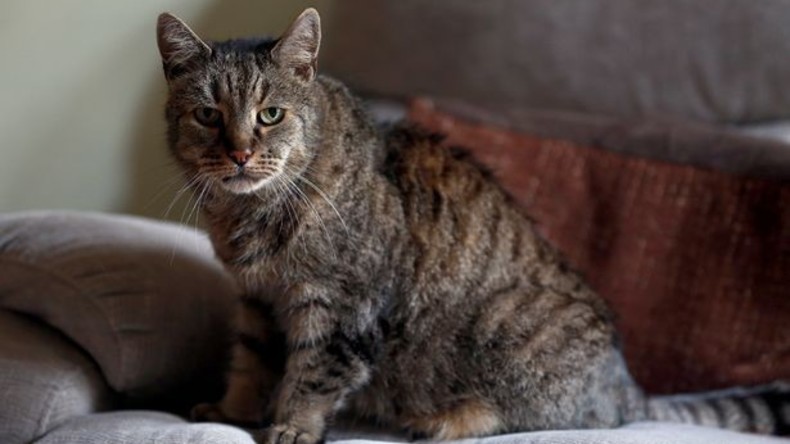 Älteste Katze der Welt in Großbritannien gestorben