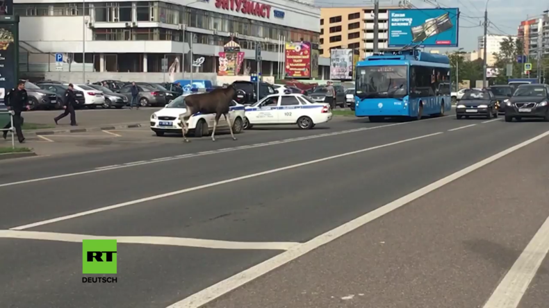 Oh heiliger Hirsch! Elch wandert ziellos durch Moskau