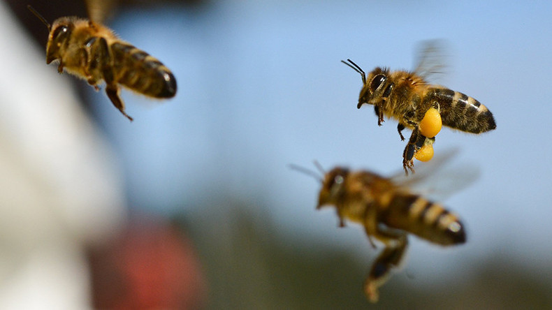 Bienen-Horror in Kalifornien: Sechs Personen im Krankenhaus