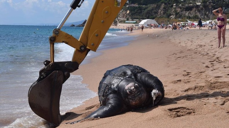 Strandüberraschung: 700 Kilogramm schwere Lederschildkröte in Spanien entdeckt