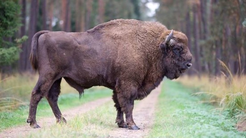 Erster Wisent seit 250 Jahren wandert nach Deutschland und wird erschossen: Öffentlichkeit empört