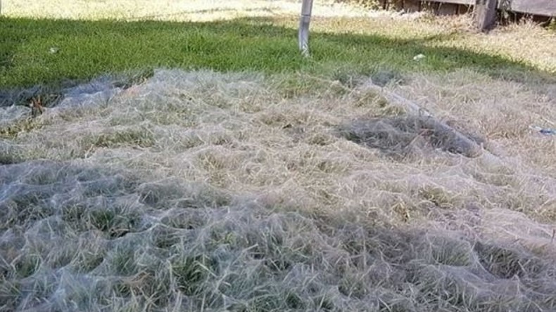 Gekommen um zu bleiben: Australische Familie entdeckt riesiges Spinnennetz unter Kindertrampolin