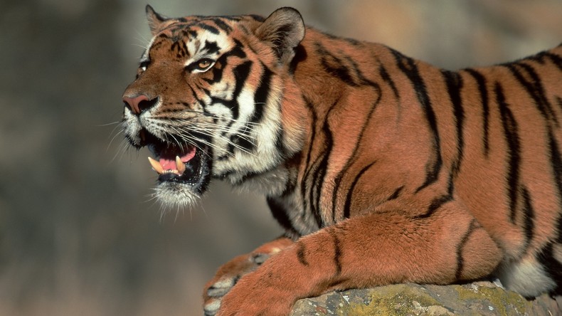 Unerwünschte Haustiere in schweizerischen Zoos an Tiger und Löwen verfüttert