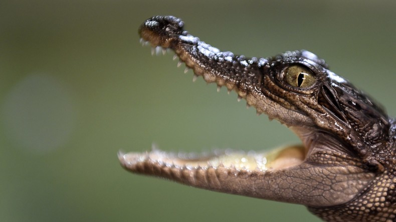 Massenflucht aus Farm in China: 78 Krokodile brechen aus und werden zum Teil wieder eingefangen