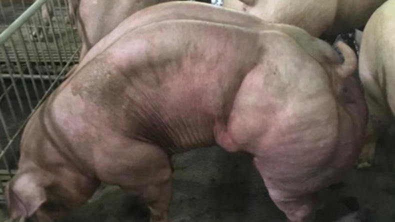 Muskulöse Schweine aus Kambodscha schockieren Internet