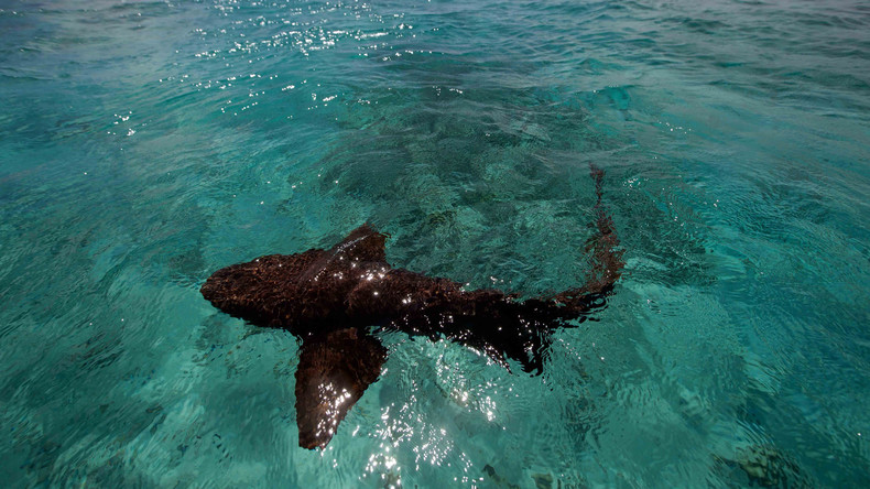 Australierin fängt Hai mit bloßen Händen in flachem Wasser und bringt ihn ins freie Meer