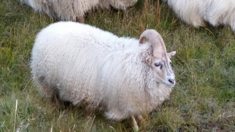 Isländer retten einheimisches "Einhorn" vor dem Schlachter
