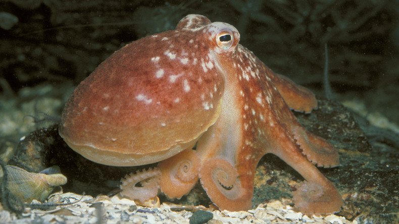 Kraken inspirieren Entwicklung neuen Materials zur Tarnung