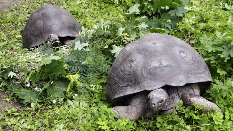 Schildkrötenpaar erweist sich nach 26 Jahren Beziehung als homosexuell