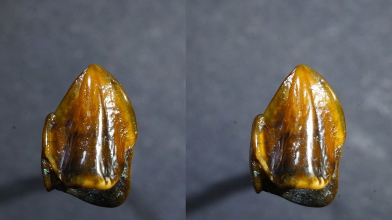 Archäologischer Sensationsfund am Ur-Rhein – Muss die Menschheitsgeschichte neu geschrieben werden?