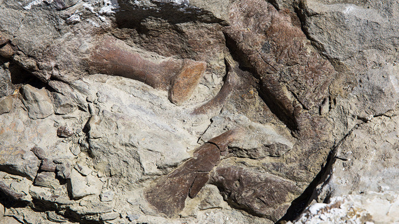 In Utah gefundenes Tyrannosaurierfossil gilt als "vollständigste Entdeckung im Südwesten der USA"