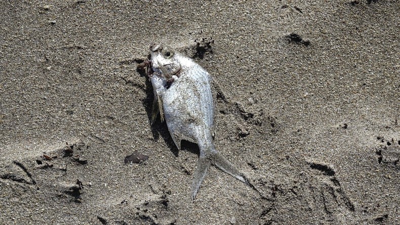 Unbekannte fischen kompletten See bei Heilbronn leer: Fische können mit dem Strom nicht schwimmen