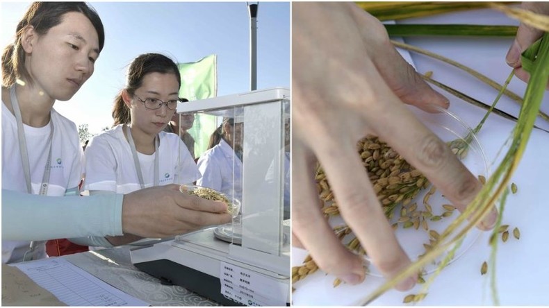 China züchtet Reissorte, die in Salzwasser gedeiht und 200 Millionen Menschen ernähren kann