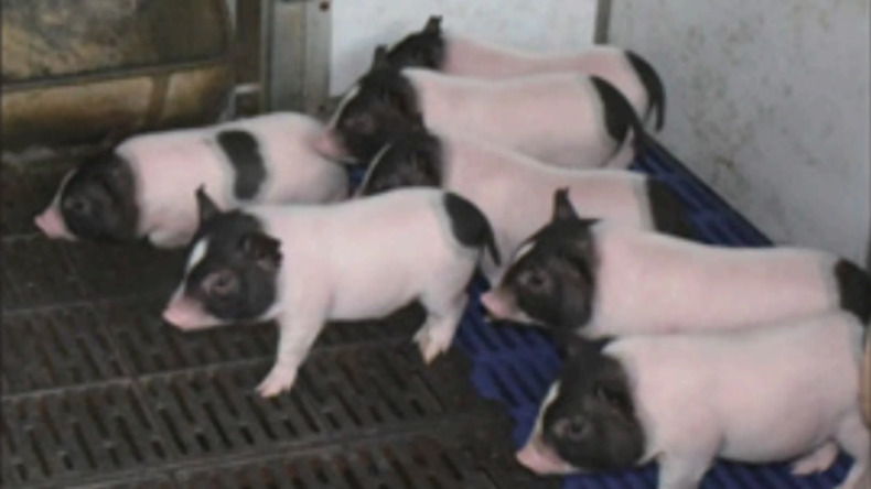 Fettlose Schweine in China gezüchtet