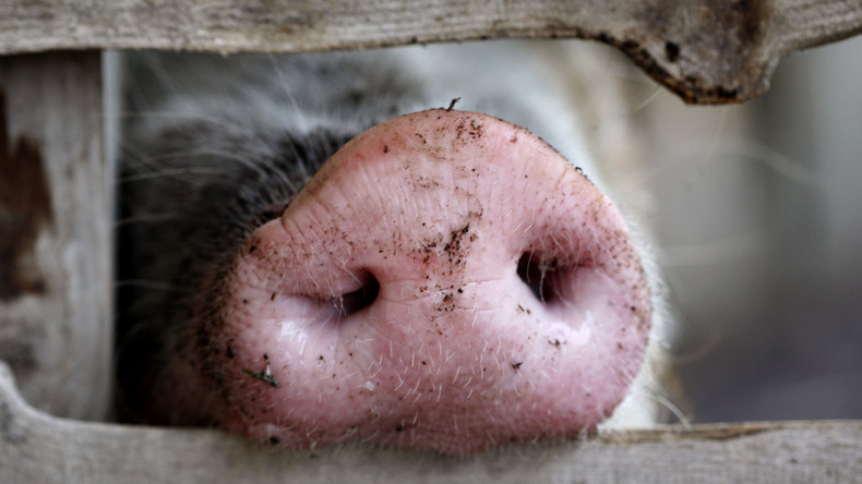 Schweizer Tierschützer protestieren bei öffentlicher Schweineschlachtung