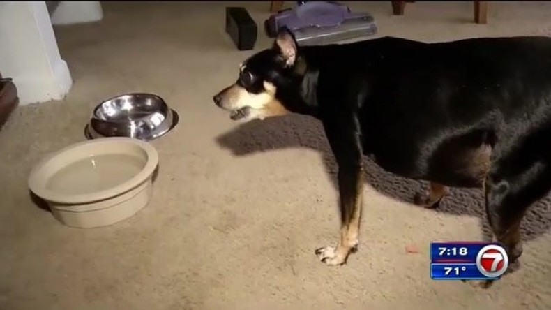 Mehr Fett, mehr Chancen: Übergewicht rettet Hund sein Leben bei Bärenangriff