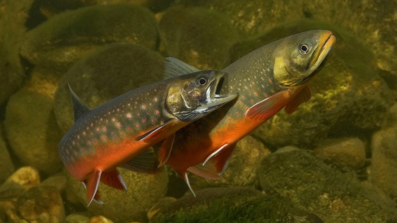 Mann macht sich an Fischzuchtanlage zu schaffen – 1,5 Tonnen Saiblinge verendet