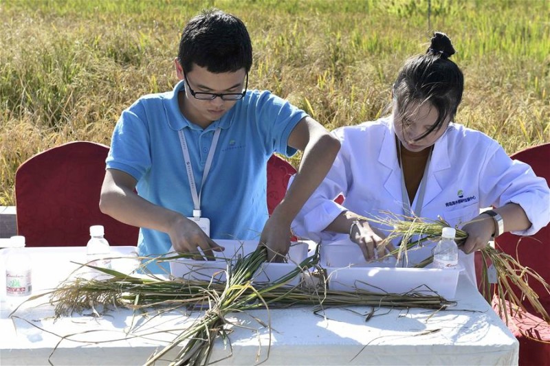 China züchtet Reissorte, die in Salzwasser gedeiht und 200 Millionen Menschen ernähren kann
