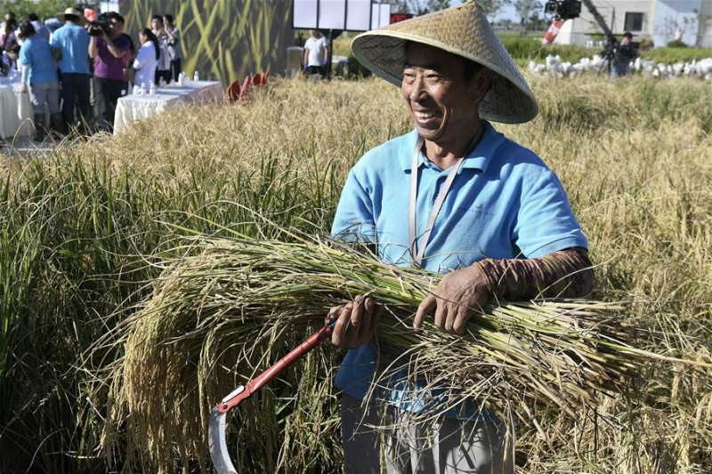 China züchtet Reissorte, die in Salzwasser gedeiht und 200 Millionen Menschen ernähren kann