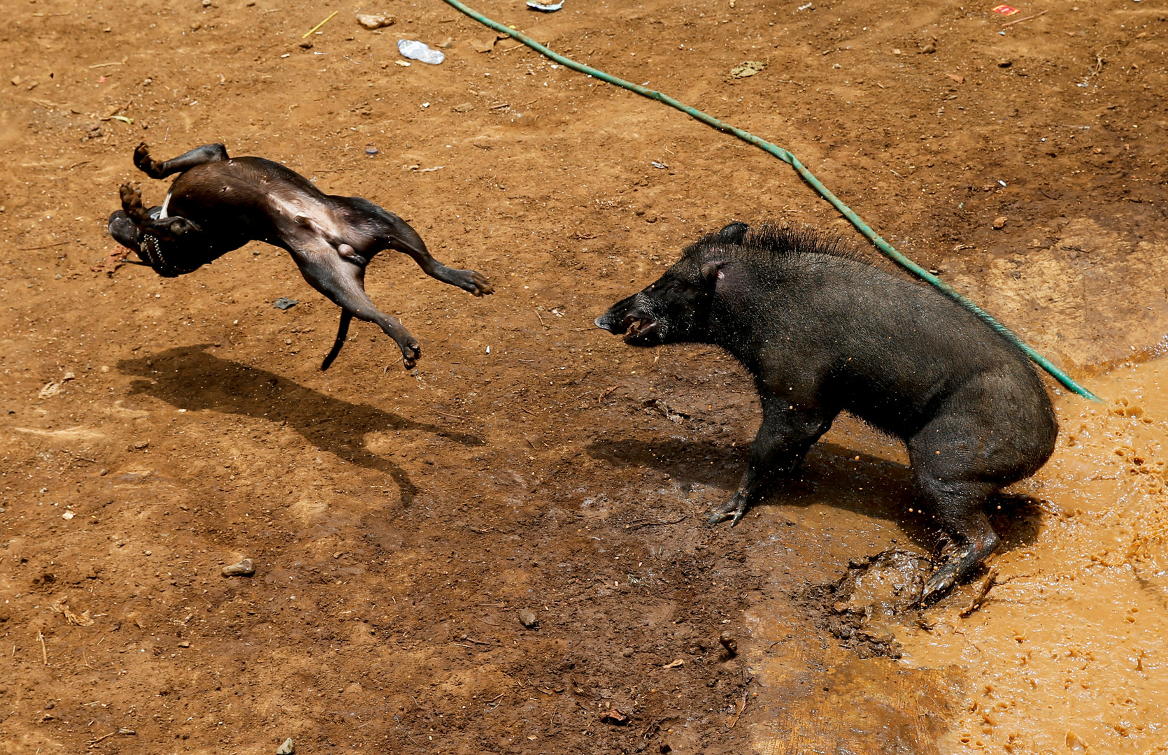 Pitbull vs. Wildschwein: Traditioneller Wettkampf auf Java sorgt für