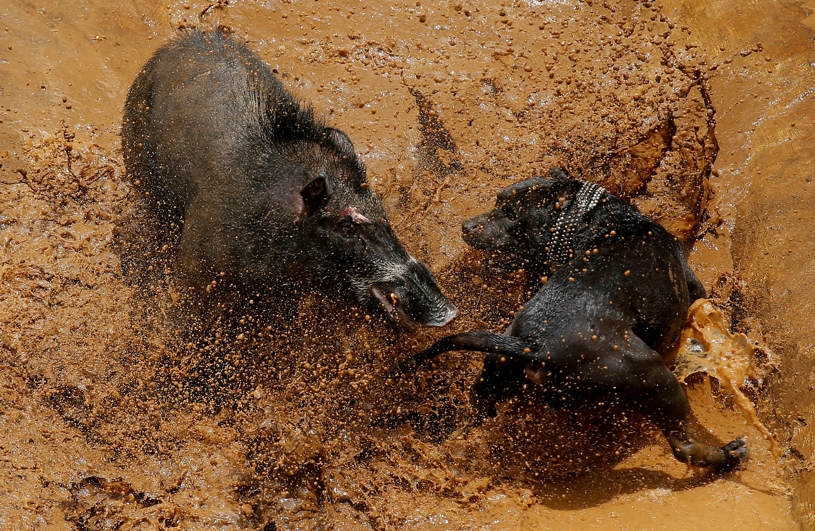 Pitbull vs. Wildschwein: Traditioneller Wettkampf auf Java sorgt für Empörung bei Tierschützern