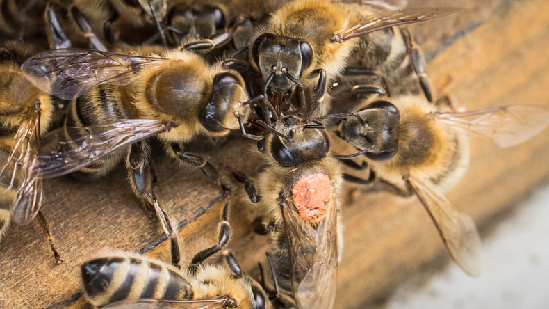 Mehr als eine Million Bienen kommen bei Verkehrsunfall in USA ums Leben