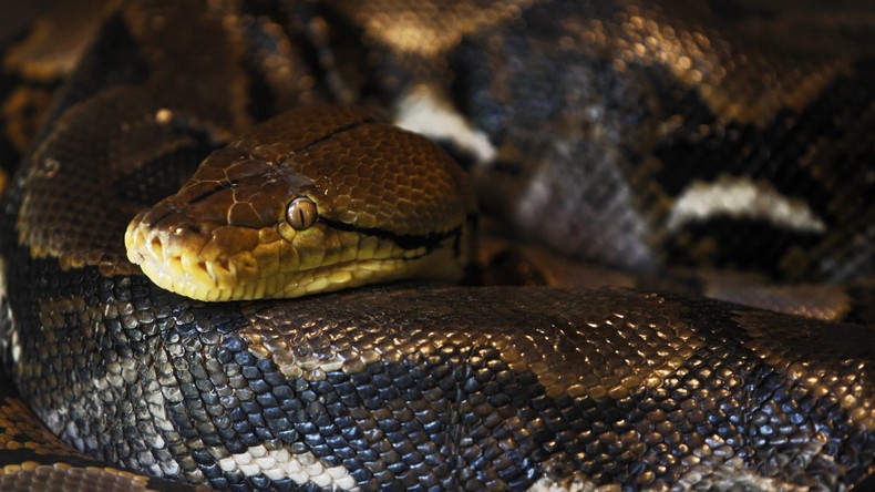 Was ist das in deiner Hose? Meine Schlange. Polizei zieht Python aus Hose eines 19-Jährigen