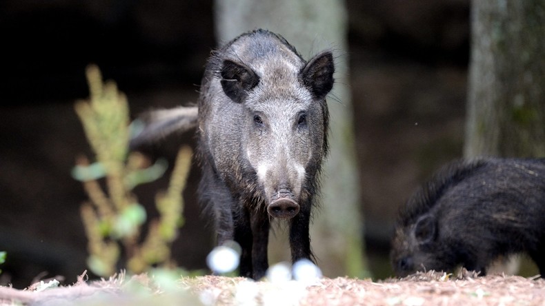 Mann stellt im Garten Selbstschussanlage gegen Wildschweine auf und trifft Menschen