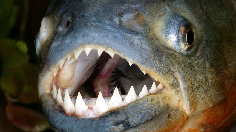 Rückwirkung: Antidepressiva machen Fische aggressiver - US-Forscher