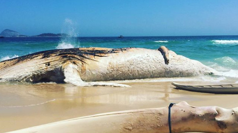 30 Tonnen schwerer Wal am Strand von Rio de Janeiro angespült