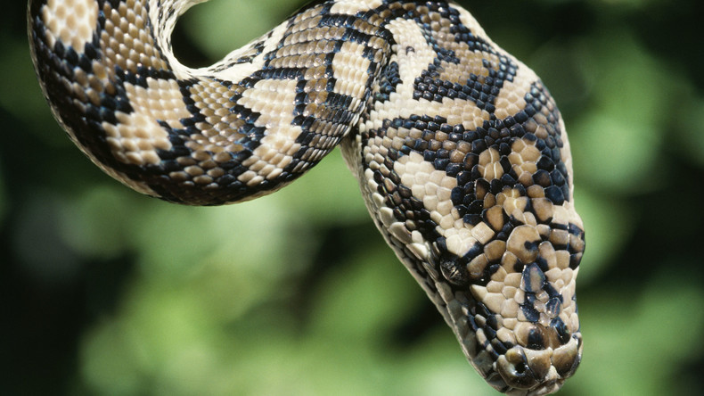 Thailand: Dicker Python rettet sich aus Abflussrohr und bleibt in Gullydeckel stecken