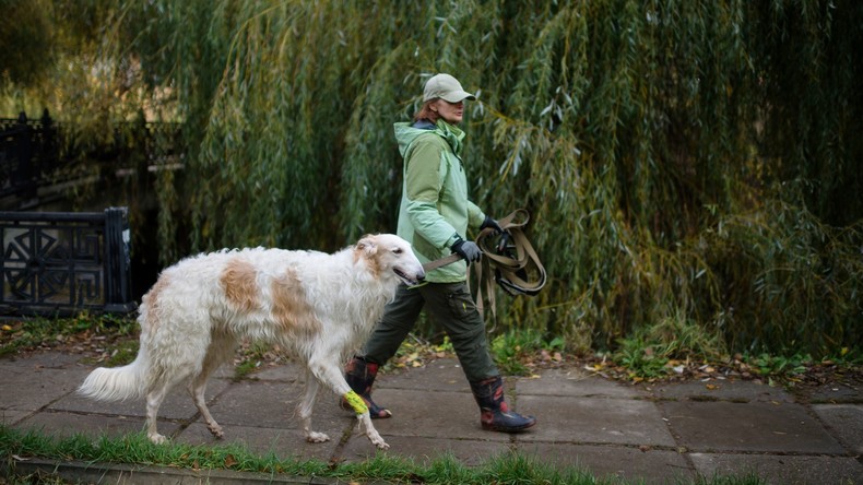 Hundebesitzer leben länger