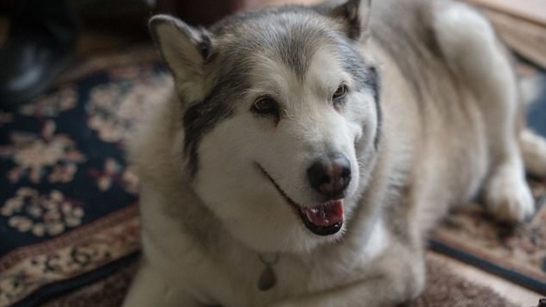 "Zu fett": Englisches Gericht spricht Hund von Angriffs-Vorwurf frei