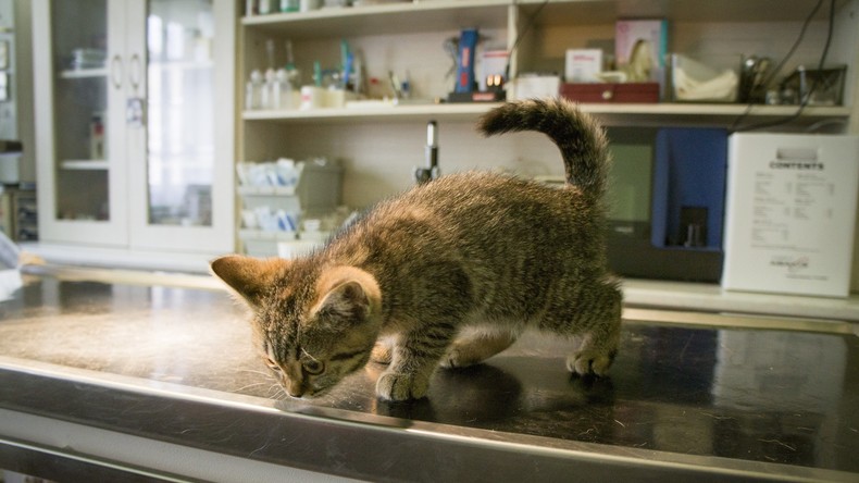 Ein Händchen für Katzen: Irische Tierklinik sucht professionellen Streichler