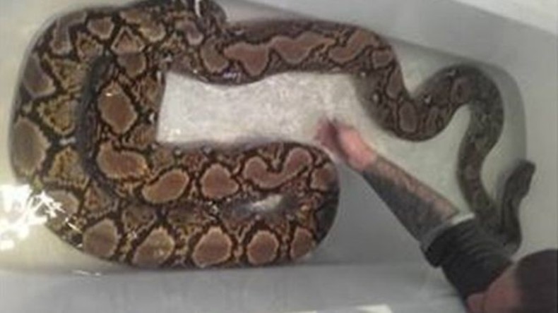 Fünf Meter lange Pythonschlange zieht um die Häuser und erfriert unterwegs beinahe