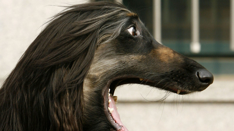Copy und paste: Wissenschaftler klonen geklonten Hund