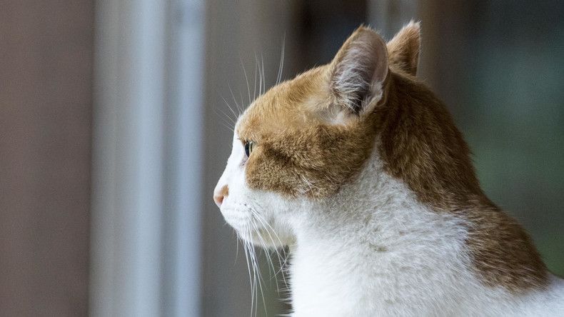 Katzenhaar führt US-Polizei zu mutmaßlicher Paketbomberin
