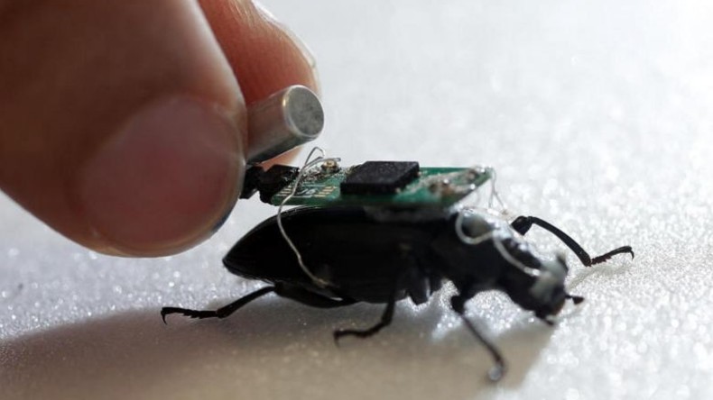 Wissenschaftler: Kleinster Cyborg-Käfer der Welt kann Menschen aus Trümmern retten