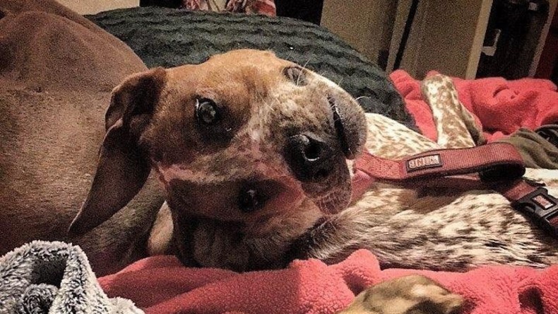 "Armes Tier": Internetnutzer rätseln über Hund mit scheinbar deformiertem Kopf