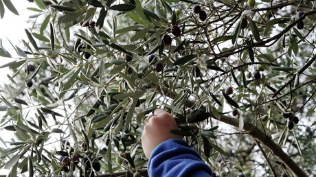 Dura lex, sed lex: USA erheben Strafzölle auf spanische Oliven 