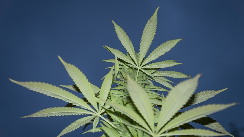 Legalize it: Cannabis-Konsum ist in Georgien keine Straftat mehr