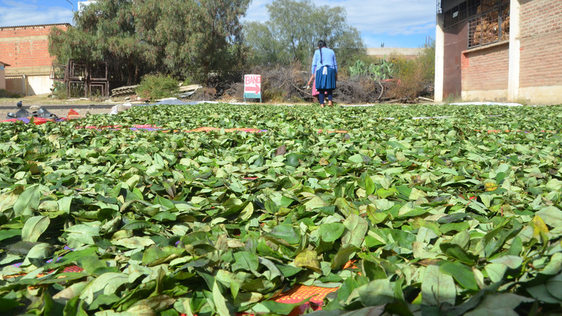 Mehr als 50.000 Hektar Koka-Plantagen in Kolumbien vernichtet