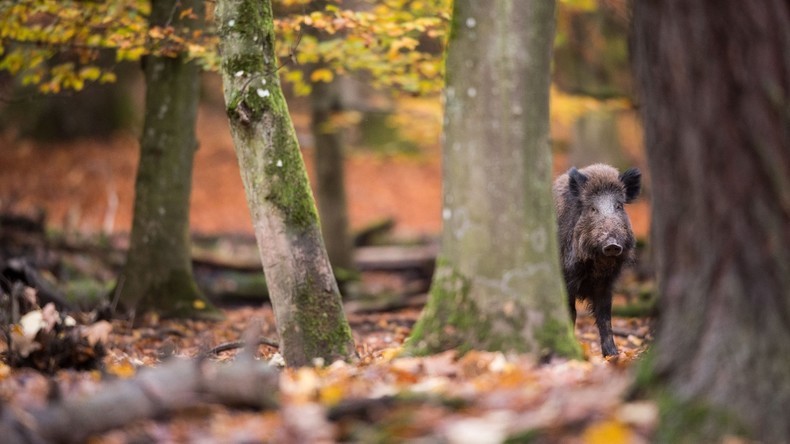 Wildschweine randalieren in japanischer Schule – Schüler evakuiert