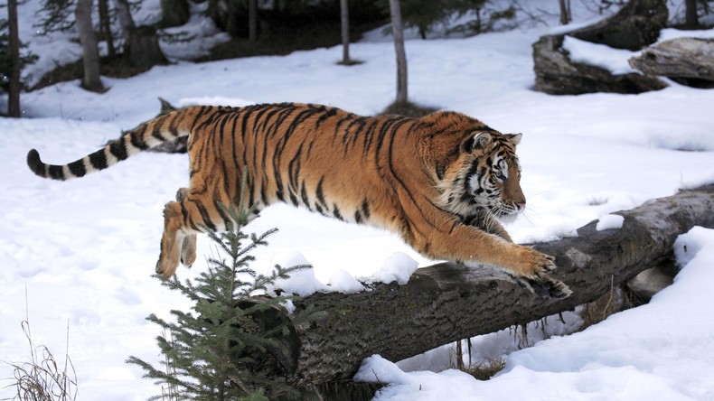 No Paparazzi: Tiger machen Drohne kaputt