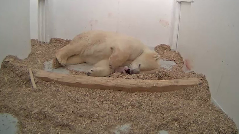 Ein neuer Russe in der Stadt: Eisbären-Baby im Tierpark Berlin geboren
