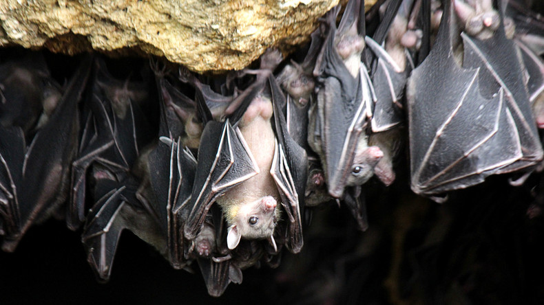 Fliegender Alptraum: 200.000 Fledermäuse plagen australische Kleinstadt
