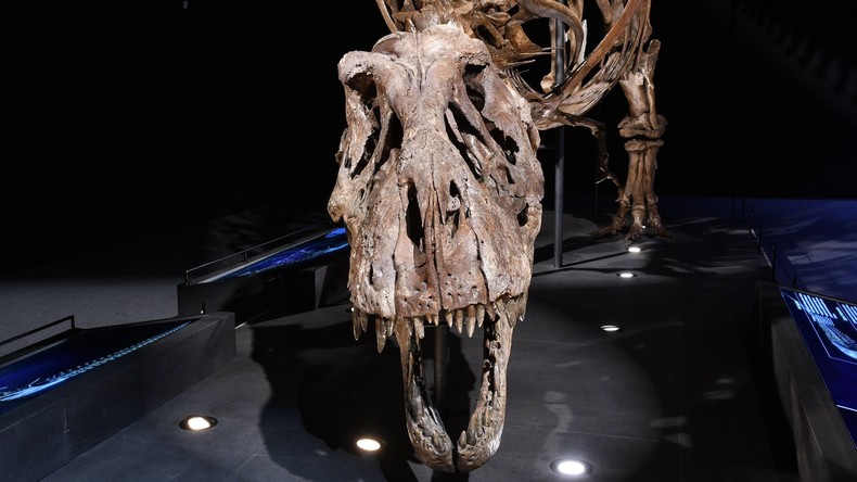 Wie T-Rex wahrscheinlich klang - Wissenschaftler erzeugen "unheimlichsten Laut der Welt"