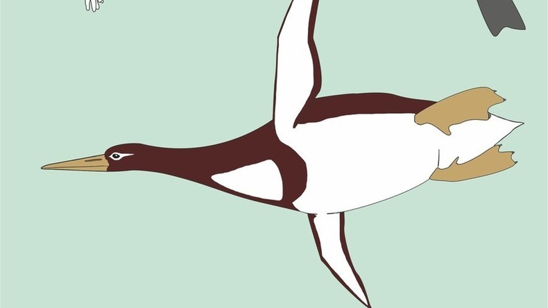"Monströser Vogel": Fossilien eines riesigen Pinguins in Neuseeland entdeckt
